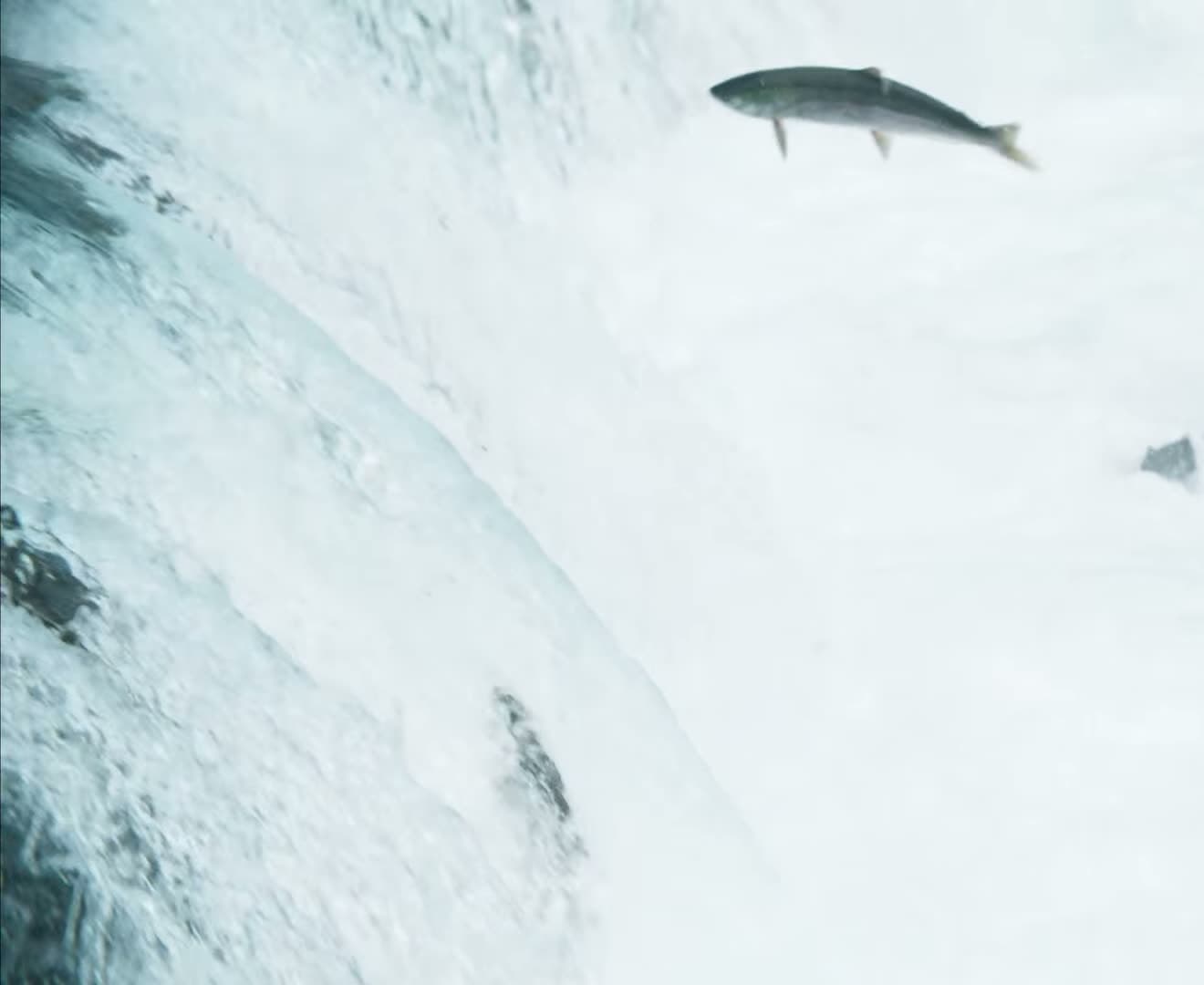 Wild Alaska salmon leaping upstream